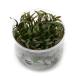 ( водоросли ) организация разведение Cryptocoryne акселератор roti( нет пестициды )(1 cup )