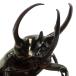 ( насекомое ) Chalcosoma atlas msi(. вид hesperus)mindanao производство взрослое насекомое WD 90~94mm(1 пара )