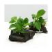 ( водоросли )* организация разведение * Anubias nana коряга Mini размер ( 1 шт. )( примерно 8cm и меньше )( нет пестициды )