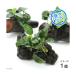 ( водоросли ) Anubias nana маленький коряга Mini размер ( примерно 8cm и меньше )( водный лист )( 1 шт. )
