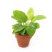 ( водоросли ) Mini неглазурованный фарфор . горшок Anubias nana золотой ( водный лист )(1 шт )