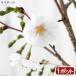 ( луговые и горные травы ) бонсай Sakura ( Sakura ) Fuji Sakura 3 номер высота дерева 10~30cm передний и задний (до и после) (1 pot минут )