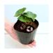 ( луговые и горные травы ) Panda can AOI ( большой медведь кошка холод .) 3 номер (1 pot )