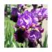 ( декоративное растение ) german Iris цветок цвет случайный 3 номер (1 pot )