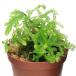 ( террариум ) Sera ginelabiforu ошибка (1 pot )