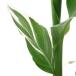( биотоп ) водное растения can na. ввод can na4 номер ( нет пестициды )(1 pot )