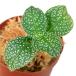 ( террариум )aru Goss temasp. бриллиант leaf (1 pot )