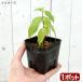 ( луговые и горные травы ) бонсай элемент сердце low bai(. слива )2.5~3 номер (1 pot )