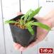( луговые и горные травы )sida(. зуб ) oo taniwatali( большой ..)3 номер (1 pot )