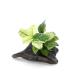 ( водоросли ) Anubias nana. ввод коряга есть Mini размер ( водный лист )( 1 шт. )( примерно 8cm и меньше )