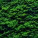( водоросли ) высшее premium зеленый Moss ( подводный лист )( нет пестициды )(1 cup )