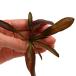 ( водоросли ) Echinodorus sp. солнечный pauro красный ( подводный лист )( нет пестициды )(1 АО )