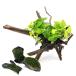 ( водоросли ) класть только простой расположение комплект Anubias nana золотой + наматывать длина Willow Moss коряга SS размер (1 комплект )