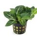 ( водоросли ) Anubias Star пыль ( Taiwan рейс )( водный лист )(1 pot минут )