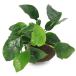 ( водоросли ) Anubias nana. скальная порода маленький шарик (3~5cm)( водный лист )(1 шт )