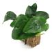 ( водоросли ) Anubias nanaTSUMIKI( водный лист )(1 шт )