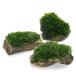 ( водоросли )* выращивание settled * premium зеленый Moss способ гора камень М размер ( примерно 14cm)( подводный лист )( нет пестициды )(3 шт )