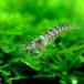 ( креветка ) лиловый Zebra * шримс (5 шт )