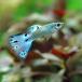 ( тропическая рыба ) opal blue mo The ik* Guppy ( местного производства Guppy )(1 пара ) Hokkaido * Kyushu авиапочта необходимо теплоизоляция 