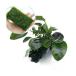 ( водоросли ) Anubias nana коряга SS размер ( водный лист )(1 шт )+ выращивание settled Willow Moss подушка ( подводный лист )(1 шт )