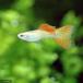 ( тропическая рыба ) золотой orange гонки Cobra * Guppy ( местного производства Guppy )(1 пара ) Hokkaido * Kyushu авиапочта необходимо теплоизоляция 