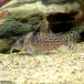 ( тропическая рыба ) Corydoras *agasiji.( wild )(1 шт ) Hokkaido * Kyushu авиапочта необходимо теплоизоляция 