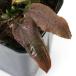 ( водоросли ) Cryptocoryne swaitesi- красный модель шплинт wa forest производство ( водный лист )(1 pot )