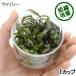 ( водоросли ) организация разведение Cryptocoryne wilisi-( нет пестициды )(1 cup )