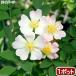 ( декоративное растение ) трава рассада rose собака (rosa* краб -na) 3 номер (1 pot ) огород 