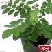 ( декоративное растение ) трава рассада карри leaf. рассада 3 номер (1 pot ) огород 