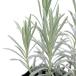 ( декоративное растение ) трава рассада лаванда la van Gin Scottish kote-ji3 номер (1 pot ) огород 