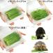 ( декоративное растение ) местного производства .. длина сырой трава свежий . лист 3 вид набор ( домашнее животное стакан * итальянский * Hsu Dan ) нет пестициды ... кошка собака закуска 