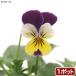 ( декоративное растение ) трава рассада wild анютины глазки Hearts i-z( три цвет s Mille ) 3 номер (1 pot )