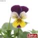 ( декоративное растение ) трава рассада wild анютины глазки Hearts i-z( три цвет s Mille ) 3 номер (3 pot )
