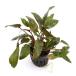 ( водоросли ) Cryptocoryne waru Kelly (1 pot минут )