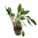 ( водоросли ) Cryptocoryne walisi-( in voice )(1 pot минут )