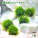 ( водоросли )* выращивание settled * Willow Moss мяч ( подводный лист )( нет пестициды )(1 шт )