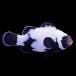 ( морская рыба ) один пункт предмет черный snow хлопья o Sera белка ( bleed ) примерно 4cm CF-143(1 шт )