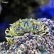 ( морская рыба ) краб Okinawa производство common gani(1 шт )