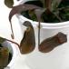 ( еда насекомое растения )utsubokazla Nepenthes красный alata2.5~3 номер (1 pot )