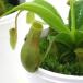 ( еда насекомое растения )utsubokazla Nepenthes отдушина la-ta2.5~3 номер (1 pot )