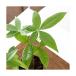 ( декоративное растение ) pakira 3~3.5 номер (1 pot )