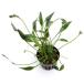 ( водоросли ) Cryptocoryne rutea(1 pot минут )