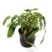 ( водоросли ) Cryptocoryne wen чай зеленый (1 pot минут )