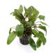 ( водоросли ) Cryptocoryne wen чай Toro pika(1 pot минут )