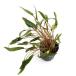 ( водоросли ) Cryptocoryne wen чай Mio ya(1 pot минут )