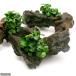 ( водоросли ) Anubias nana маленький коряга SS размер ( водный лист )( 1 шт. )( примерно 10cm)