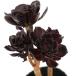 ( суккулентное растение )aeonium чёрный закон .2.5~3 номер (1 pot )