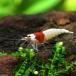 ( креветка ) Red Bee Shrimp Mothra (3 шт )