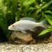 ( тропическая рыба )timi Dio черный ошибка * comp resikepsa рубин no(1 шт ) Hokkaido авиапочта необходимо теплоизоляция 